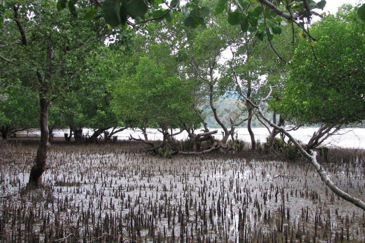 Mùa gió chướng tháng mấy