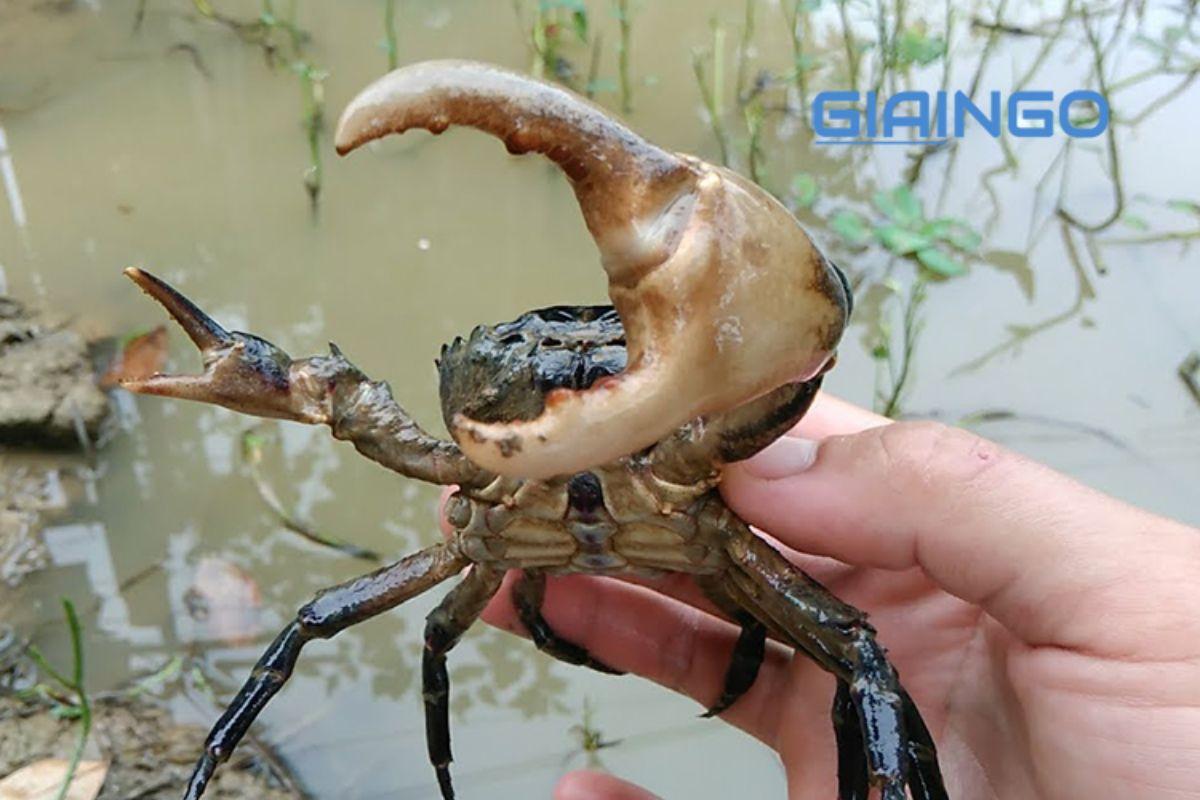 Tại sao cua lại tự cắt càng của mình