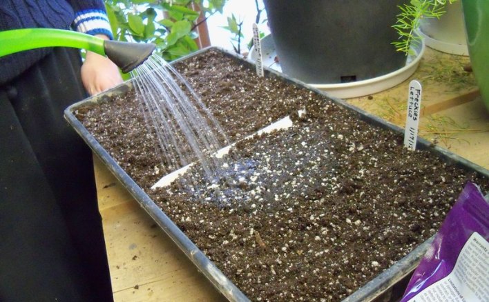 Tại sao để hạt nảy mầm cần cung cấp đủ nước?