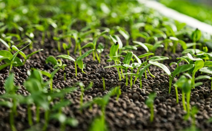 Những điều kiện bên ngoài và bên trong nào cần cho hạt nảy mầm