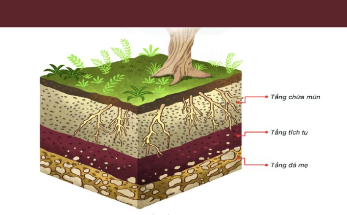 Tầng nào sau đây của đất chứa các sản phẩm phong hóa bị biến đổi để hình thành đất