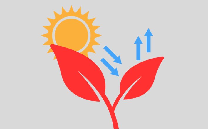 Một số loài thực vật có lá màu đỏ thực hiện quang hợp được không vì sao