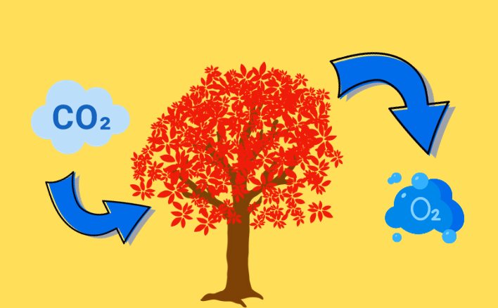 Một số loài thực vật có lá màu đỏ hoặc tím (rau dền, tía tô,...) có thể thực hiện quang hợp không