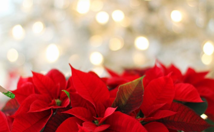 Cây có lá màu đỏ quang hợp bằng cách nào