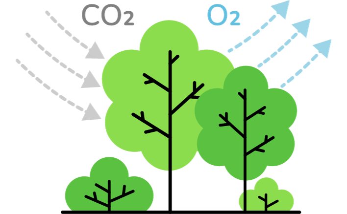 Quang hợp ở thực vật trong chương trình Sinh học lớp 11