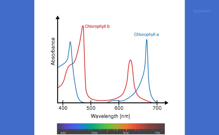 Tại sao giữa trưa nắng gắt cường độ ánh sáng mạnh nhưng cường độ quang hợp lại có thể giảm
