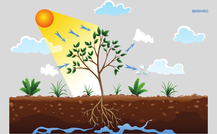 Vào giữa trưa nắng gắt, cường độ ánh sáng mạnh nhưng cường độ quang hợp lại có thể giảm vì