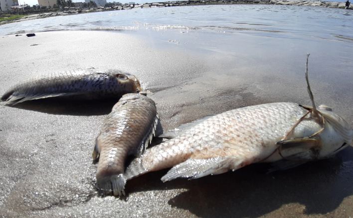 Vì sao cá lên cạn sẽ bị chết trong thời gian ngắn?
