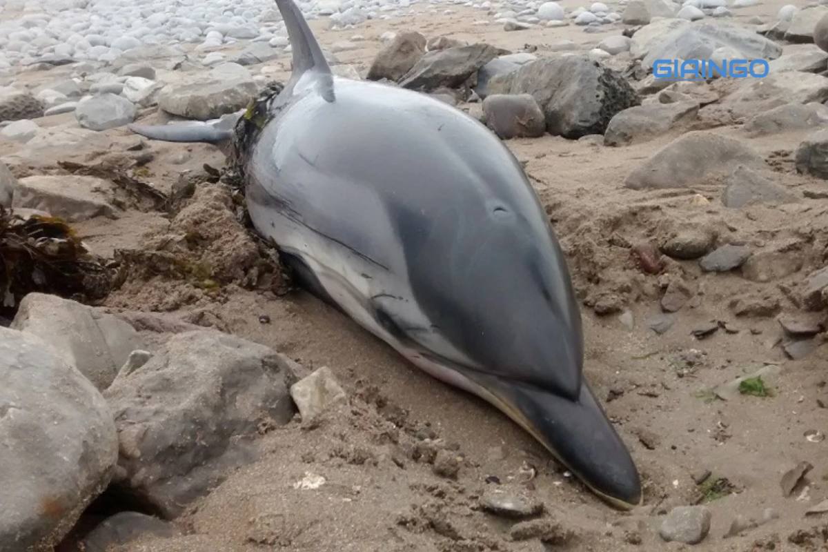 Vì sao cá lên cạn sẽ bị chết trong thời gian ngắn? Sinh học 11