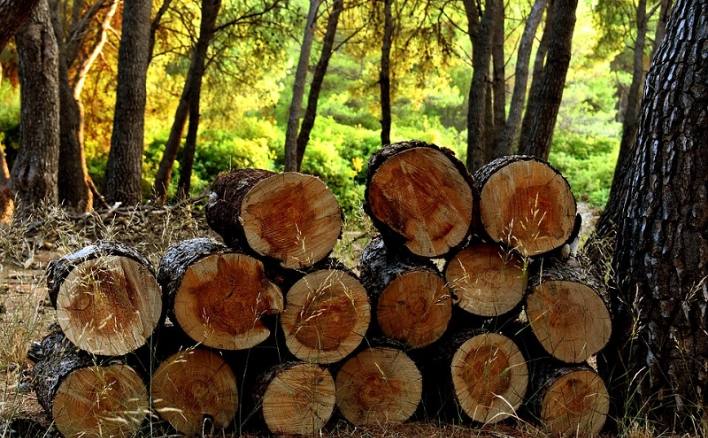 Việc khai thác gỗ ở nước ta chỉ được tiến hành ở