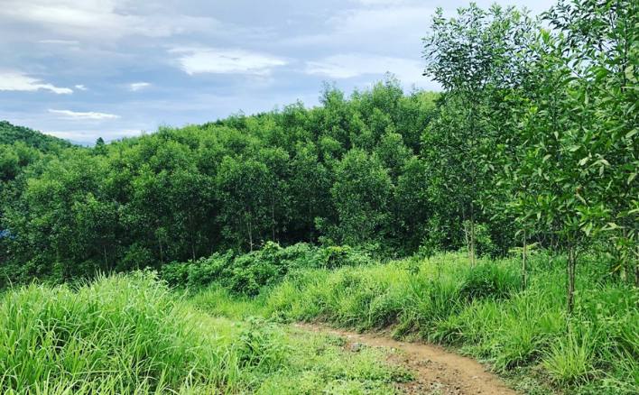 Việc khai thác gỗ ở nước ta chỉ được tiến hành ở rừng sản xuất