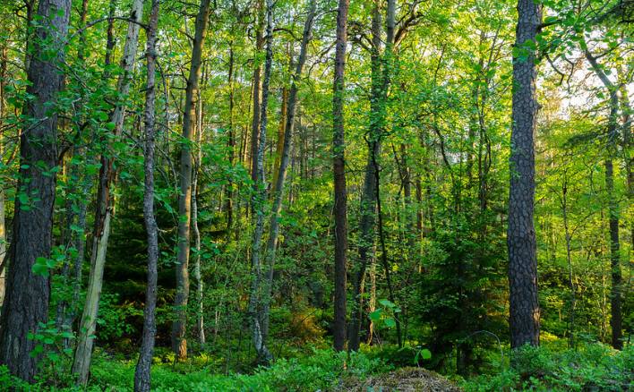 Khái niệm về rừng