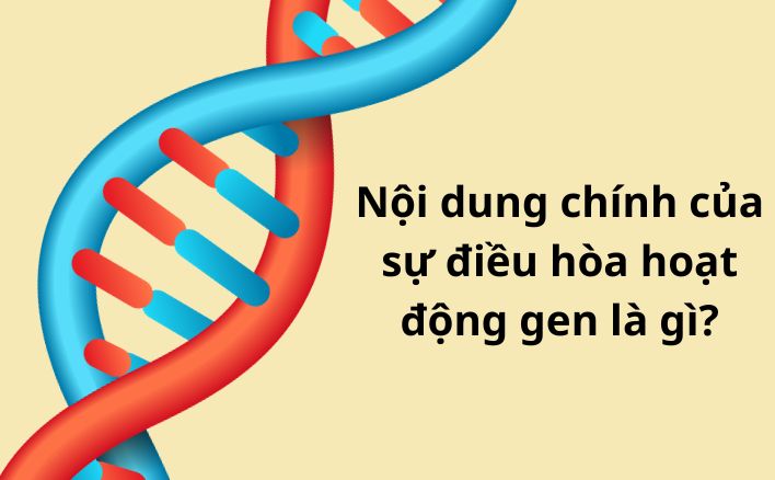 Nội dung chính của sự điều hòa hoạt động gen là gì