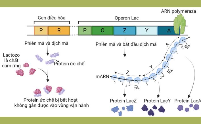 Điều hòa hoạt động gen chính là