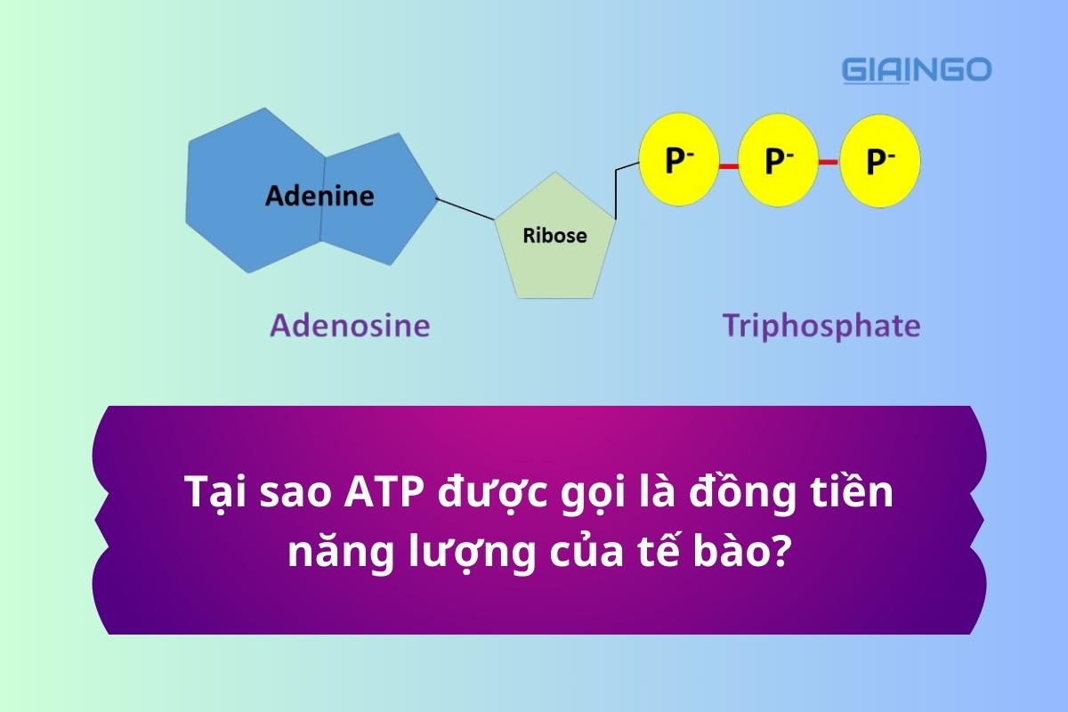 Tại sao ATP được gọi là đồng tiền năng lượng của tế bào?