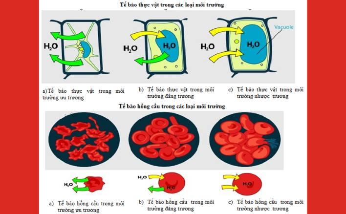 Sự di chuyển của các phân tử nước, sự thay đổi hình dạng