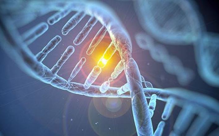 Vì sao đột biến gen thường có hại cho bản thân sinh vật