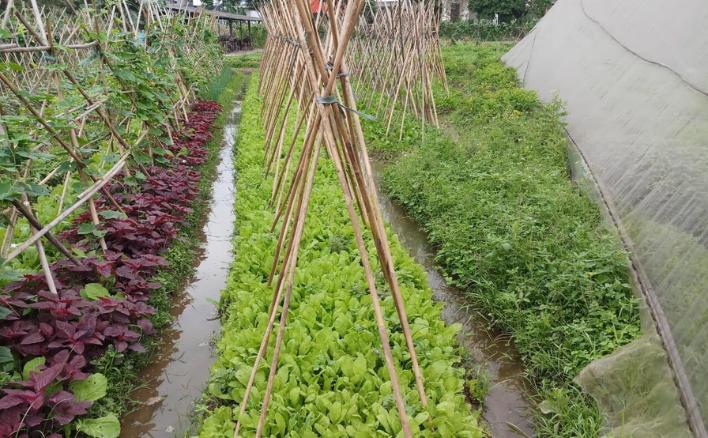 Vì sao mô hình canh tác hữu cơ ngày càng được quan tâm?