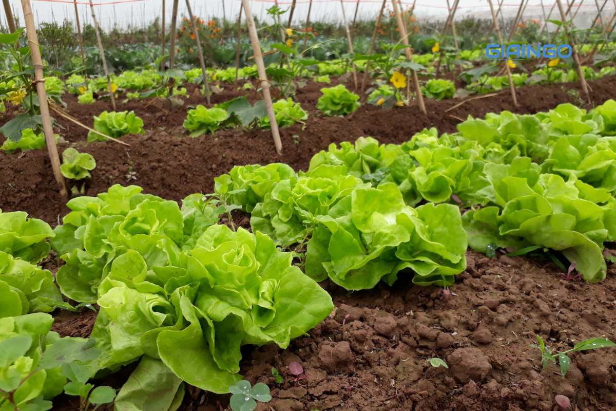 Vì sao mô hình canh tác hữu cơ ngày càng được quan tâm?