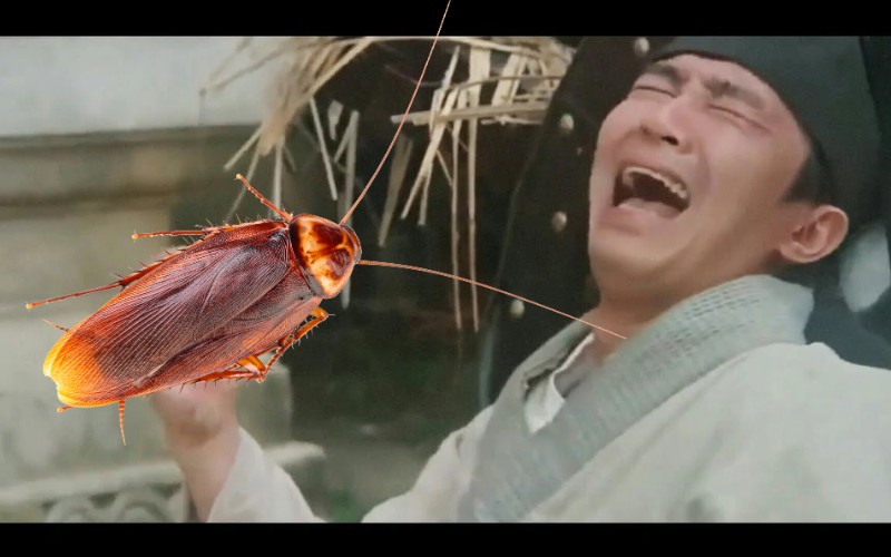 Tại sao gọi gián là tiểu cường? Nguồn gốc tên gọi tiểu cường