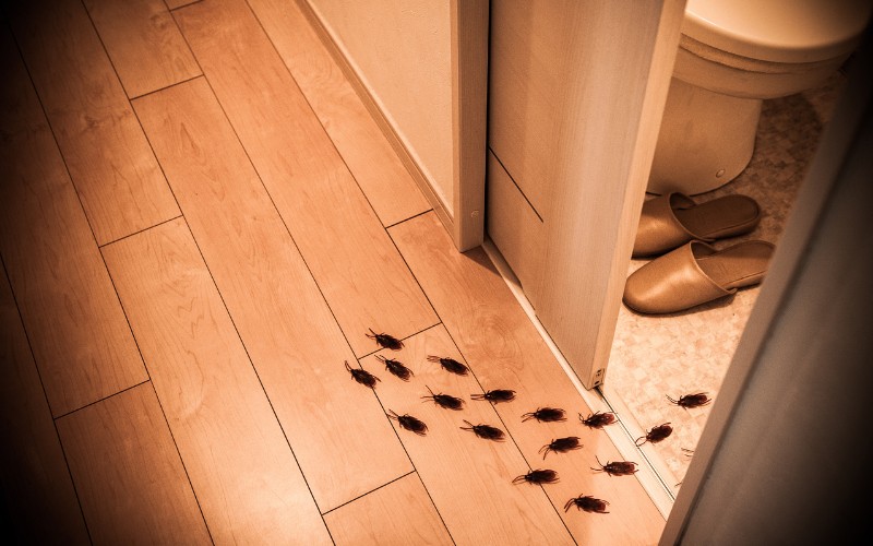 Gián có thể chạy rất nhanh