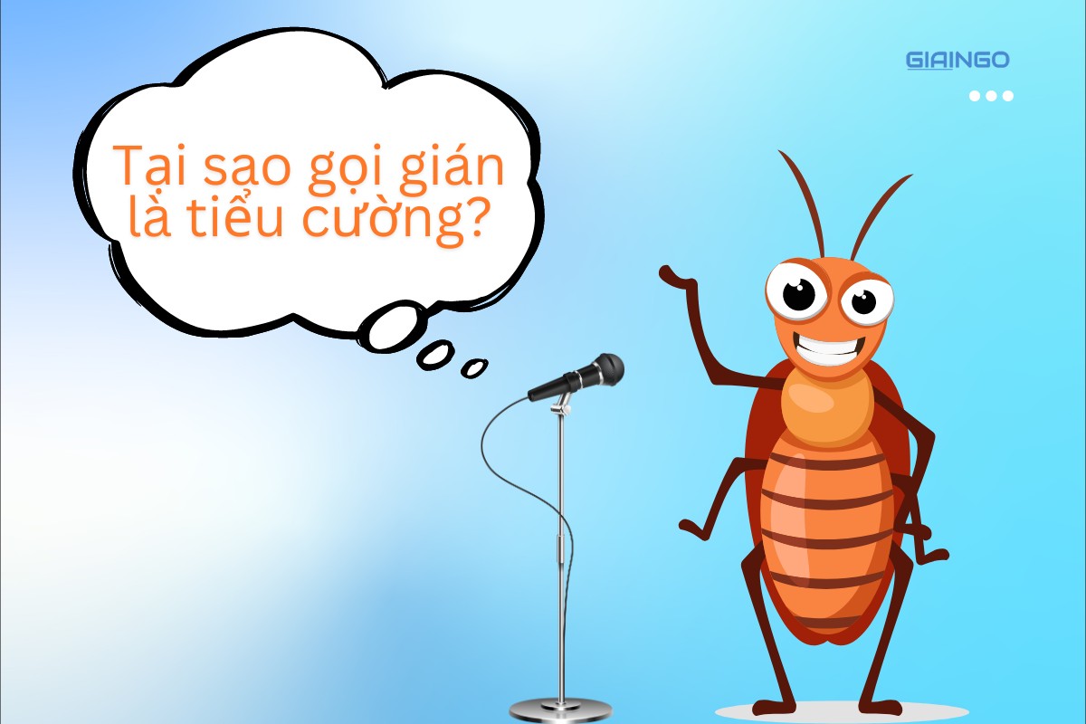 tại sao gọi gián là tiểu cường